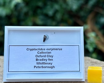 Rare plesiosaur tooth fossil (cryptoclidus eurymerus), jurassic era, oxford clay, must farm, uk