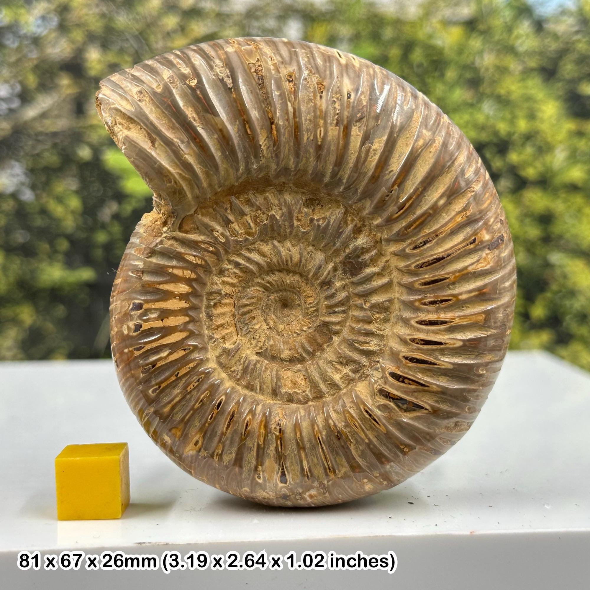 ペリスフィンクテス アンモナイト化石 – マダガスカル、トゥレアール産