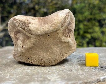 Mammal foot ice age bone fossil, uk, pleistocene