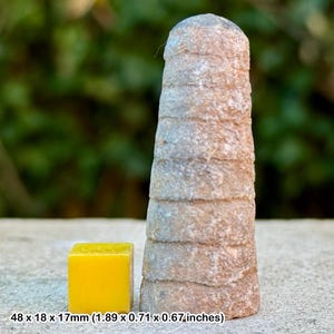 Orthoceras vagans fossil orthocone | devonian morocco hammar laghdad | genuine specimen with coa