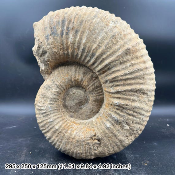 直径28cm アンモナイト　化石　15kg マンテリセラス アンモナイト化石 白亜紀 モロッコ 本物標本 COA 付き