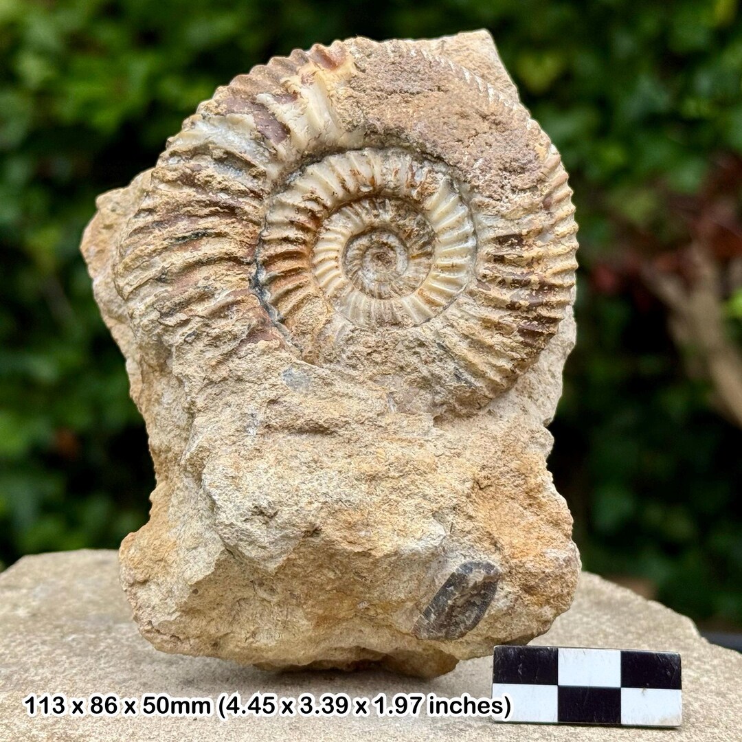 Rare Orthogarantiana Schroederi Fossil Ammonite Inferior Oolite 