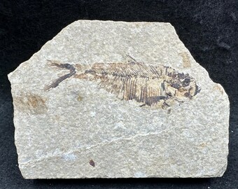 ナイティア化石魚 – ワイオミング州産の精巧な先史時代の化石 – 5