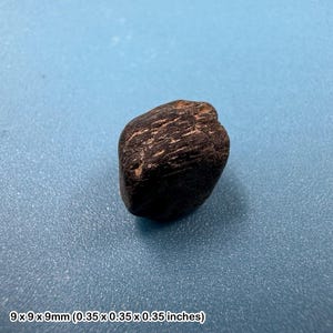 Autentico fossile di osso di dinosauro - Isola di Wight, Regno Unito - periodo Cretaceo - esemplare autentico con certificato di autenticità