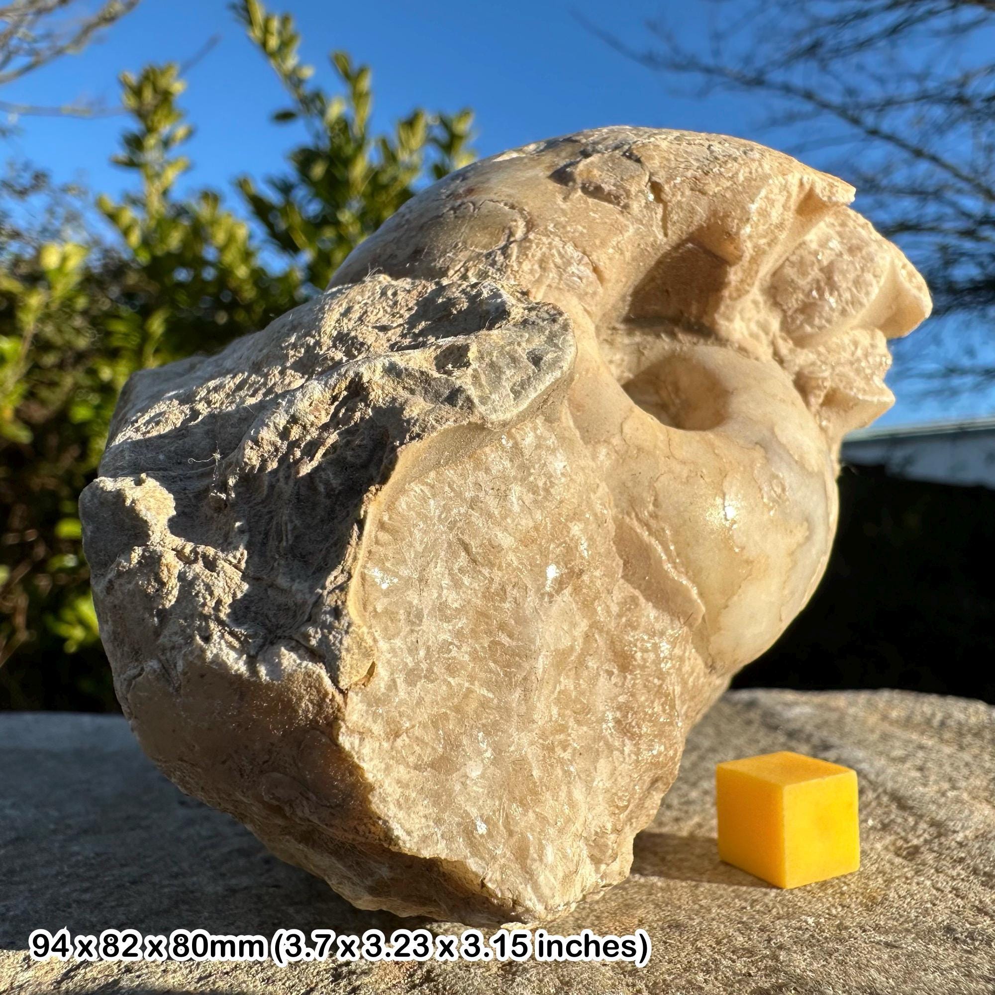 バスコセラス SP ナイジェリア産　アンモナイト バスコセラスアンモナイト化石 - 白亜紀、ナイジェリア - Etsy 日本