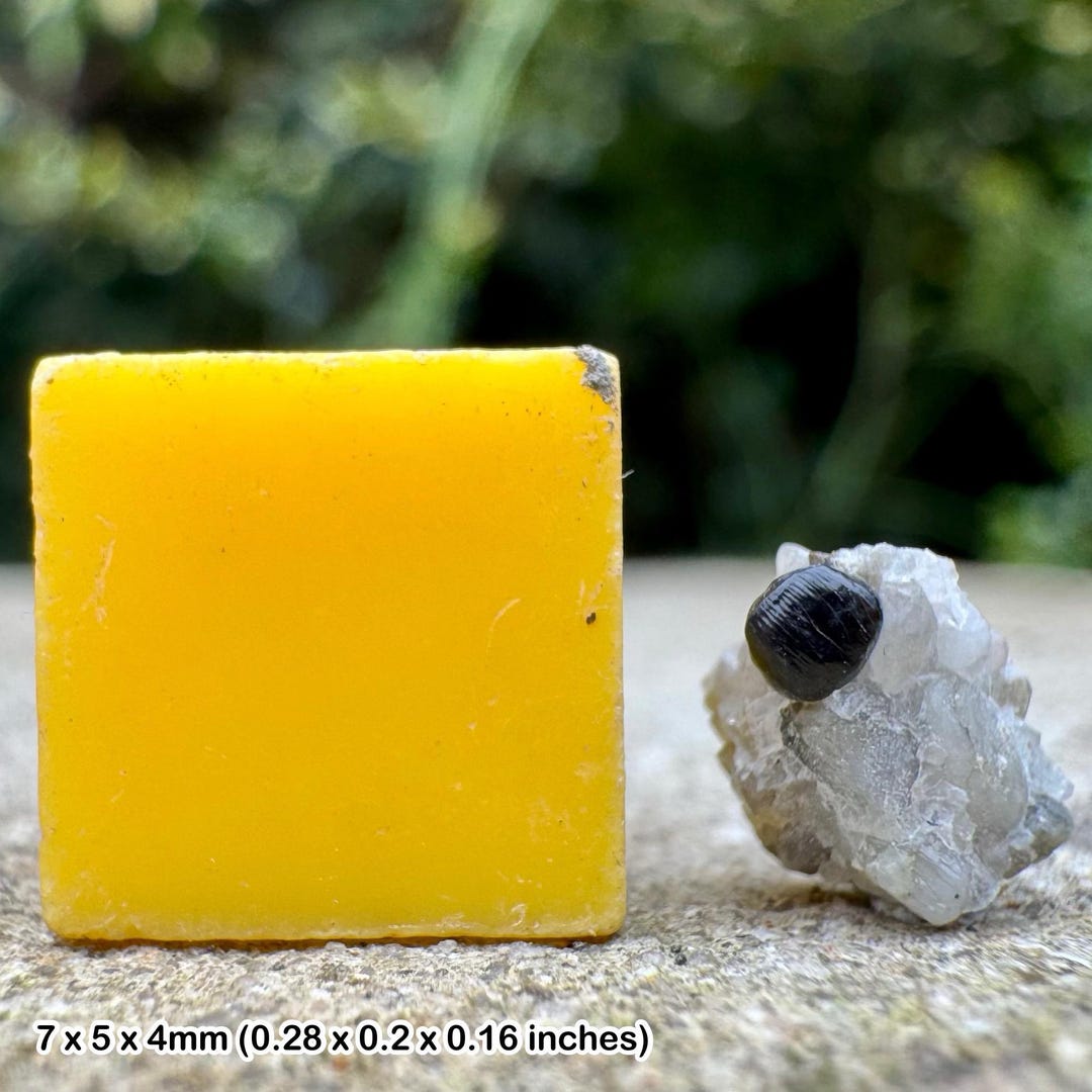Rare British Cretaceous Fossil Crocodile Tooth - Bernissartia, Ashdown ...