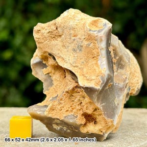 Fossil sponge in flint, grey chalk subgroup, cretaceous, branscome, devon, uk - genuine