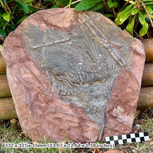 Rare scyphocrinites elegans (mahoumacrinus) crinoid head fossil, devonian, erfoud region, morocco – genuine specimen with coa