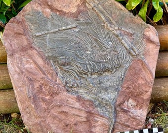 Rare Scyphocrinites Elegans Crinoid Fossil, Devonian Era, Morocco, with COA