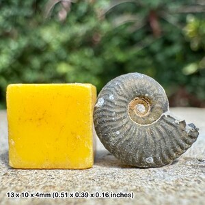 Ammonite fósil de Cardioceras alphacordatum, Jurásico Oxfordiano Inferior, Warboys, Reino Unido.