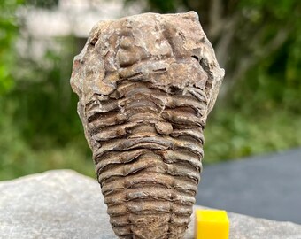 Genuine Fossil Trilobite Animal - Diacalymene - FP9992 Real Specimen Cretaceous