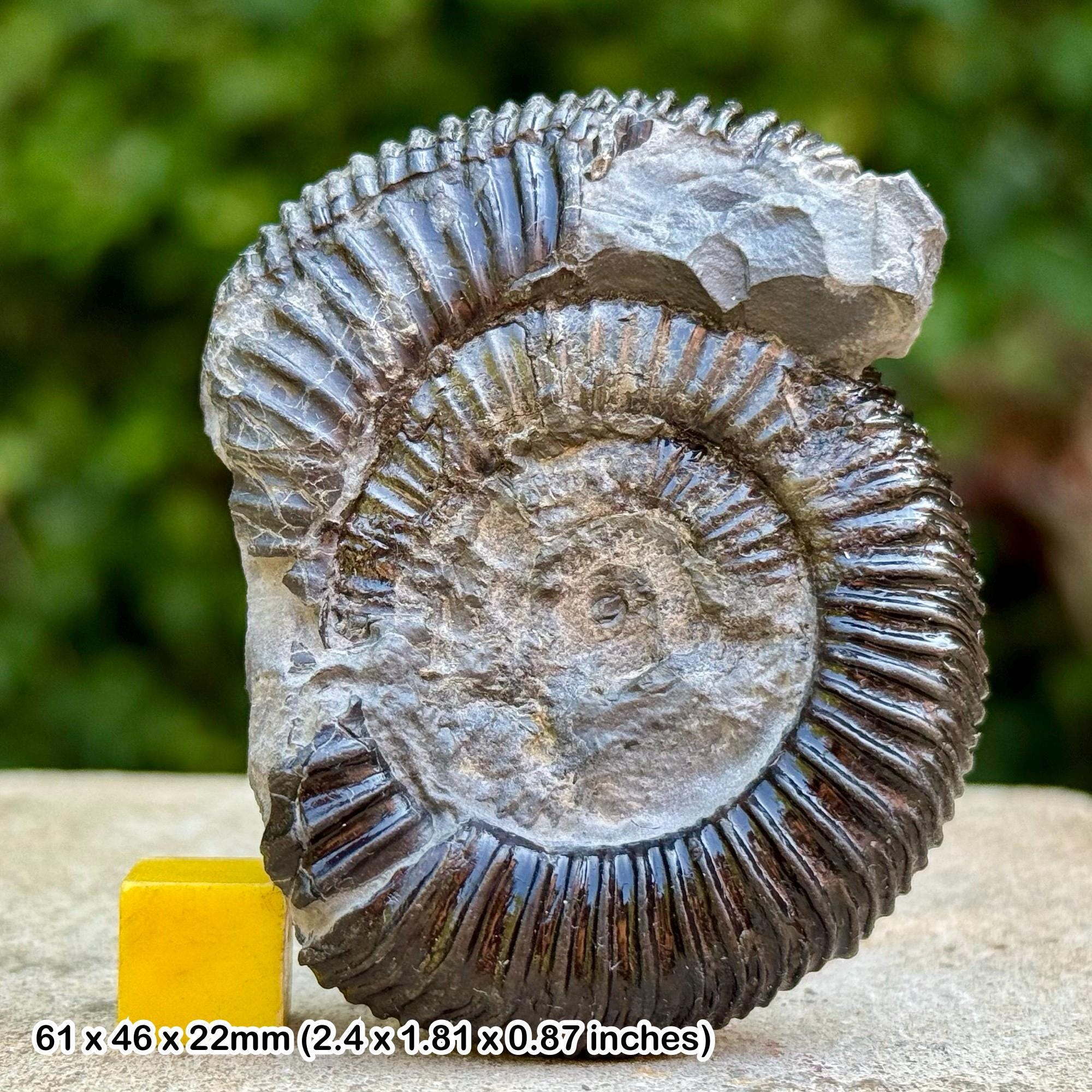 Dactylioceras - Etsy 日本