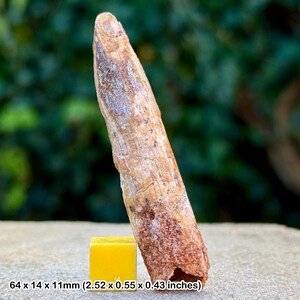 Rebbachisaurus dinosaur tooth fossil | cretaceous kem kem morocco | genuine w/ coa