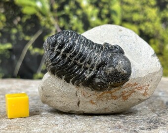 Trilobite geesops fossil - devonian morocco - genuine specimen certificated