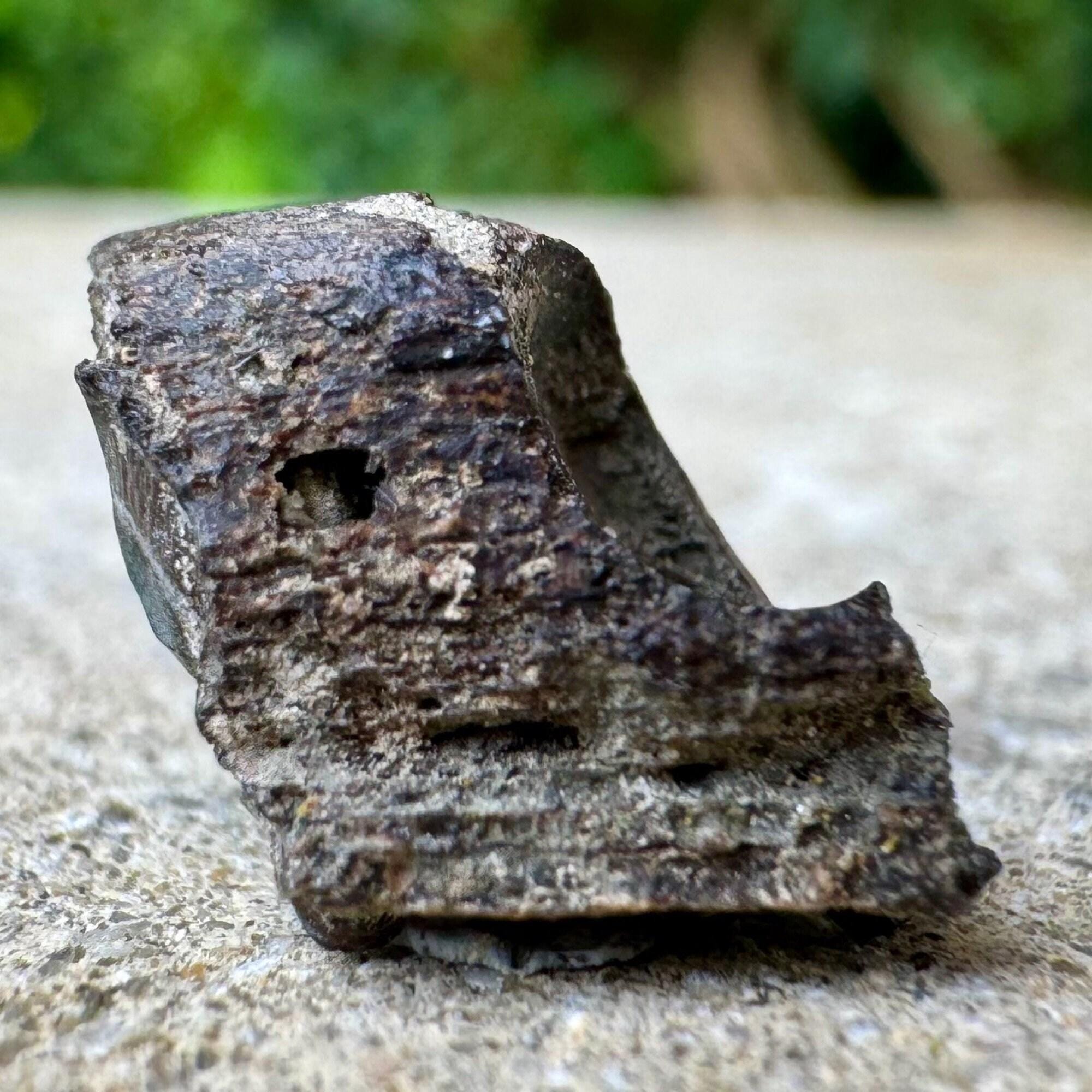 Eomesodon Genuine Eomesodon Trigonus Fossil Teeth, Ray-finned Fish, Jurassic ...