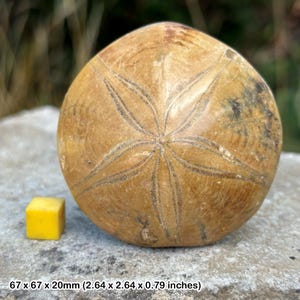 Pygurus urchin echinoid fossil – jurassic sea urchin – madagascar – genuine fossil with coa