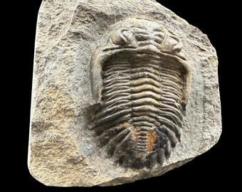 ゲラストス三葉虫の化石 - デボン紀、モロッコ - 古代の海洋生物