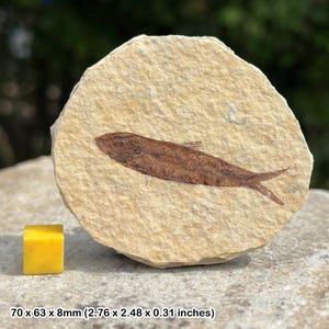 Eocene fossil fish in matrix – genuine prehistoric fish remains from usa – with certificate of authenticity
