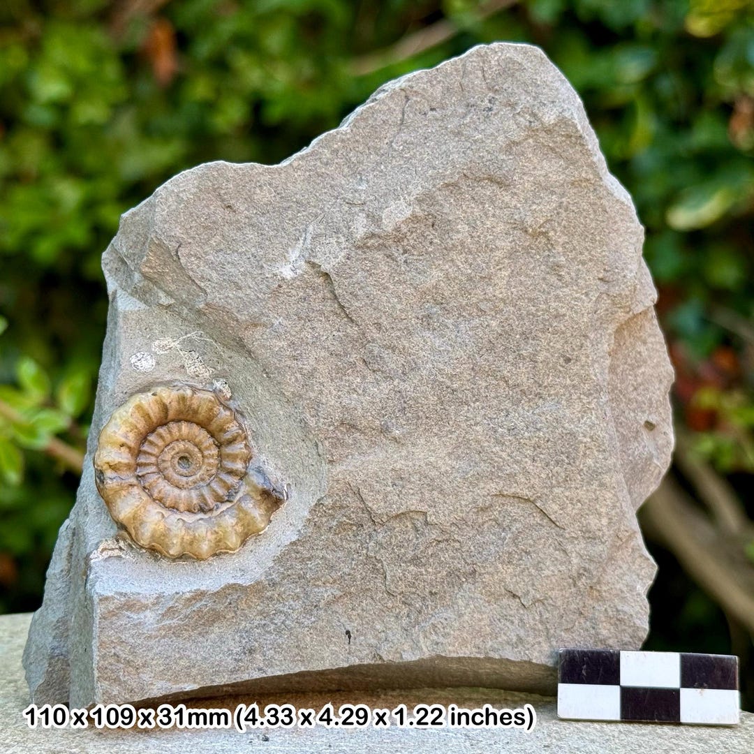 イングランド産 アンモナイト アステロセラス 母岩付き化石 採取カード