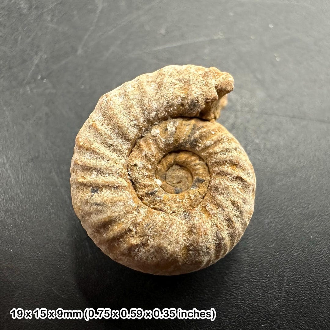 Perisphinctes Ammonite Fossil, Prehistoric, Worldwide Fossils - Etsy