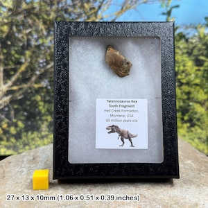 Authentic tyrannosaurus rex tooth (partial) – dinosaur fossil – hell creek formation – cretaceous – montana, usa – coa included
