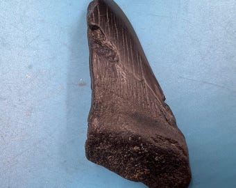本物のメガロドン（Carcharodon megalodon）化石サメの歯、グレードC