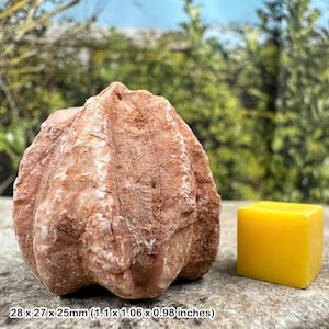 Raro fossile echinoide deltablastoide del periodo permiano - esemplare autentico da Timor, Indonesia - con certificato di autenticità
