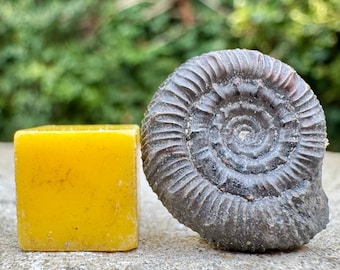 Fossil Ammonit septimaniceras zitteli Mitteltoarcium Jura Tournadous Aveyron Frankreich