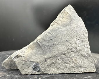 Elrathia kingi trilobite fossil in matrix from wheeler shale utah usa middle cambrian house range coa
