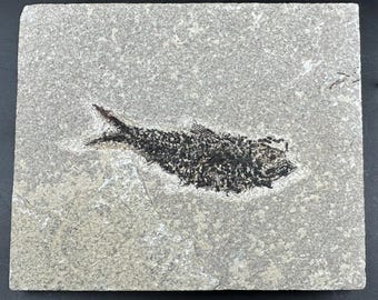 大きなディプロミストゥス魚の化石と非常に珍しい水生植物の化石