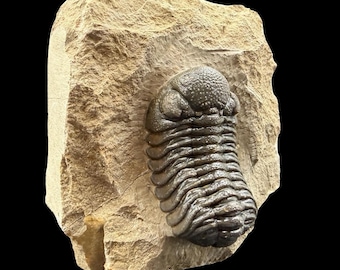 ゲラストス三葉虫の化石 - デボン紀、モロッコ - 古代の海洋生物