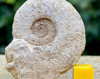 Fossile di ammonite del Somerset - periodo giurassico, Regno Unito