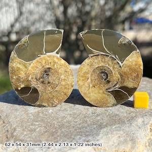 Ammonit Fossil Paar, Madagaskar, echtes Sammler Display, zertifiziert