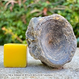 Fossil fish vertebra, london clay, eocene, isle of sheppey, uk - genuine fossil with certificate of authenticity
