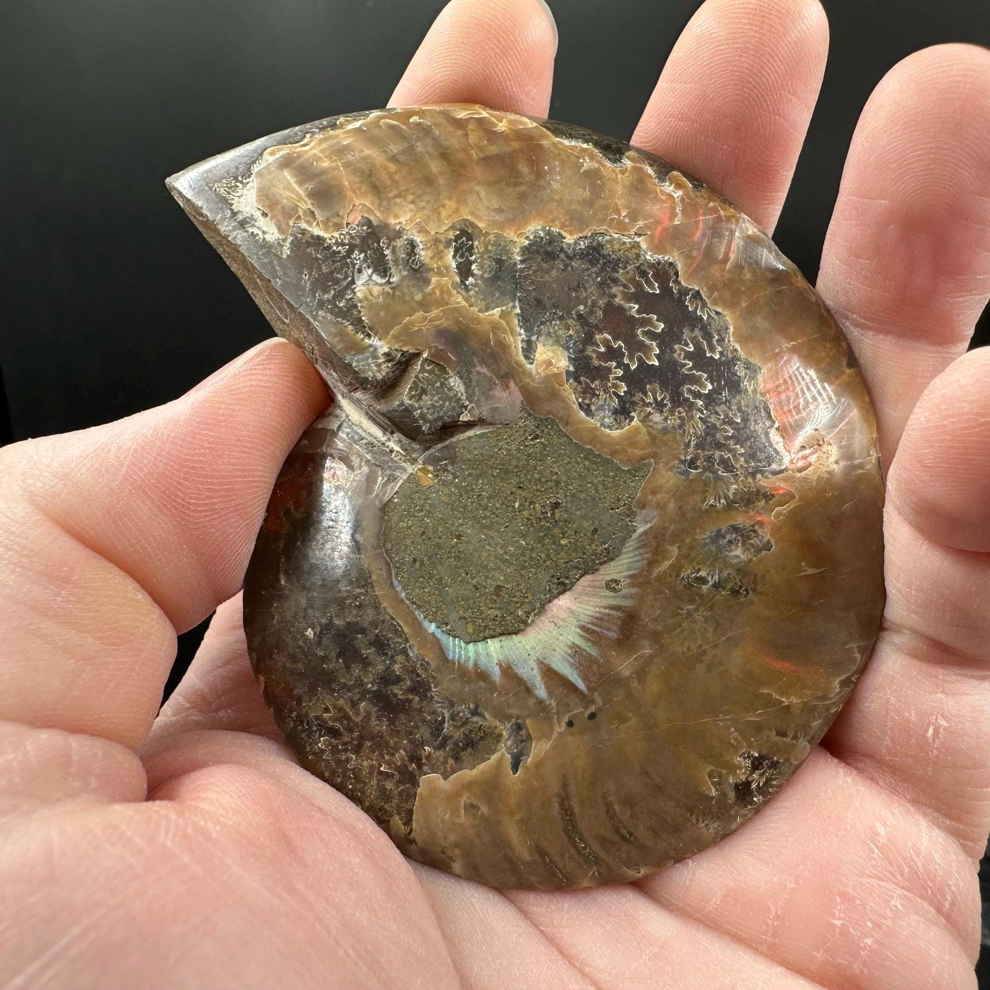 アンモナイトの化石ペア、白亜紀マダガスカル産、天然スプリット標本