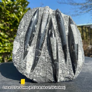 Fossil orthoceras slab in black marble slab worldwide fossils genuine