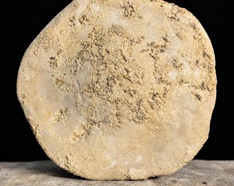Large echinoid fossil dendraster | miocene era | west java indonesia | authentic specimen with coa