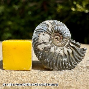 Cardioceras alphacordatum fossil ammonite lower oxfordian jurassic warboys united kingdom
