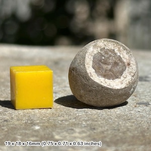 Rare fossil sponge porosphaera globularis – upper chalk cretaceous, kent uk – genuine with coa
