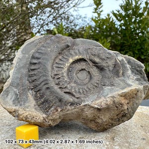 Dactylioceras commune fossil ammonite,  jurassic, yorkshire, uk, authentic certified