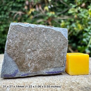 May include: A fossilized trilobite embedded in a gray stone slab, measuring 1.22 x 1.06 x 0.55 inches. A small, yellow cube is next to the stone. The stone has a purple edge.