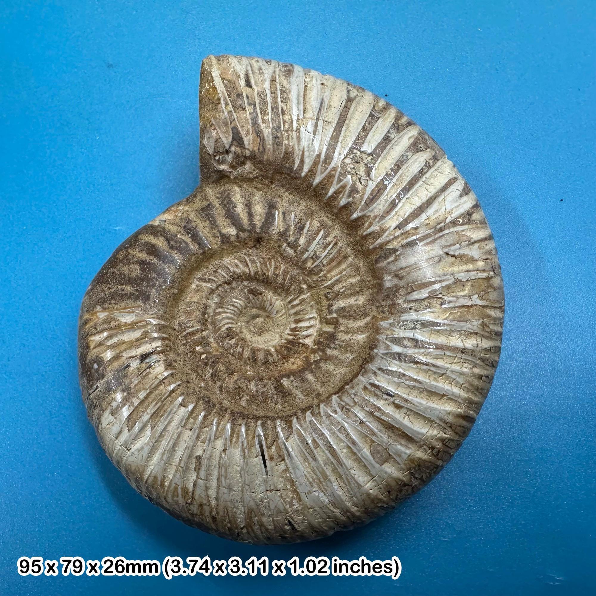 美しい化石アンモナイト、マダガスカルジュラ紀、本物、認定済み