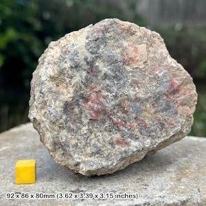 Fósil de coprolito de dinosaurio: excremento fosilizado jurásico auténtico de la Formación Morrison, Colorado, EE. UU.: excremento de dinosaurio auténtico.