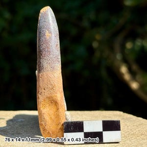 Rebbachisaurus dinosaur tooth fossil – cretaceous kem kem beds morocco, genuine specimen