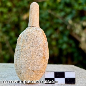 Exceptionally rare: siphonia tulipa fossil sponge | upper albian cretaceous haldon hills devon uk | genuine specimen with coa