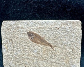 Knightia alta fish fossil in matrix, usa, eocene, uk seller