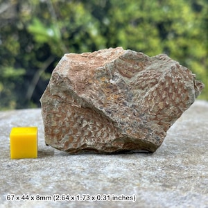 Dictyonema graptolite fossil – genuine ordovician era specimen from morocco – ancient colonial marine organism