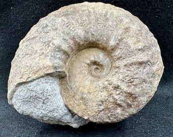 Raro fósil de amonites Taramelliceras nodosiosculum de 5,5 pulgadas, del Jurásico Kimmeridgiense, Italia: auténtico cefalópodo marino prehistórico.