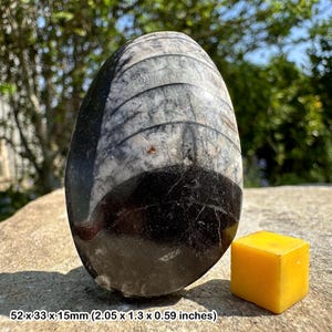 Orthoceras fossil sea creature – genuine 350 million-year-old cephalopod – devonian fossil from morocco – natural display specimen