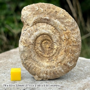 Somerset Ammonit Fossil, britische Fossilien, prähistorische, Kinder, Geschenk